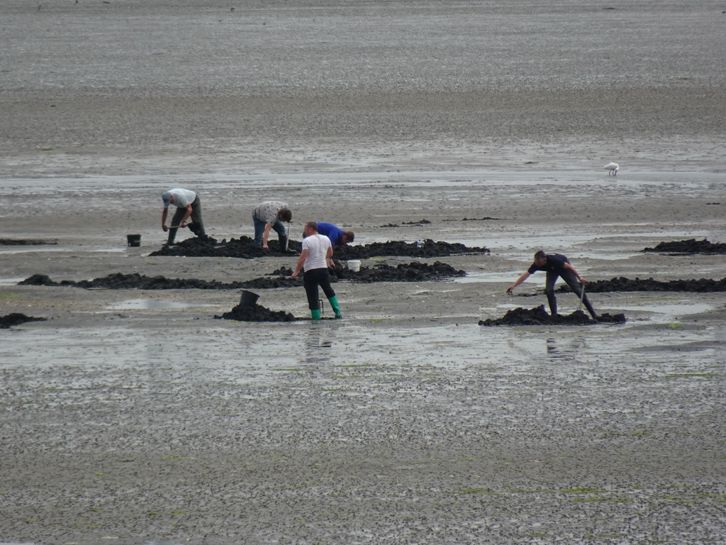 People looking for seashells at the beach at the southwest side of the Grevelingendam