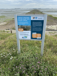 Information on Common Eelgrass at the pier at the south side of the Grevelingendam