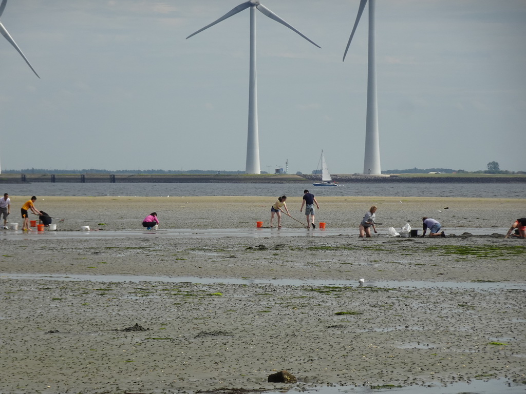 People looking for seashells at the beach at the south side of the Grevelingendam