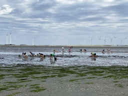 People looking for seashells at the beach at the south side of the Grevelingendam