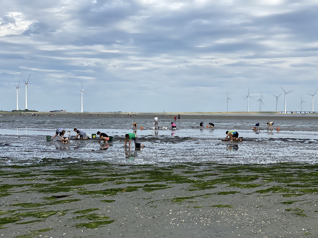 People looking for seashells at the beach at the south side of the Grevelingendam