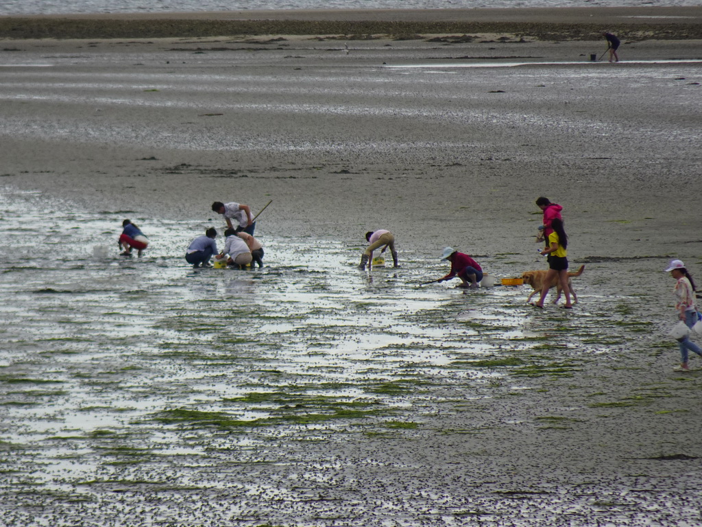 People looking for seashells at the beach at the south side of the Grevelingendam