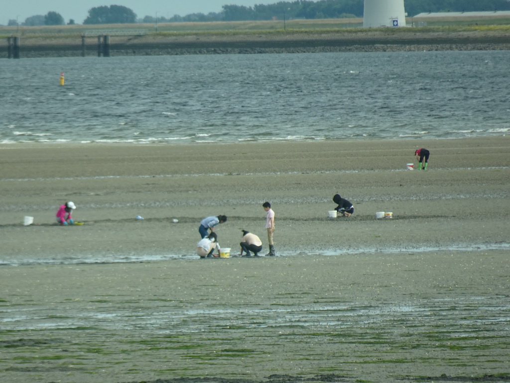 People looking for seashells at the beach at the south side of the Grevelingendam