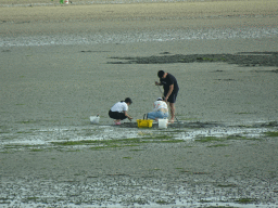 People looking for seashells at the beach at the south side of the Grevelingendam