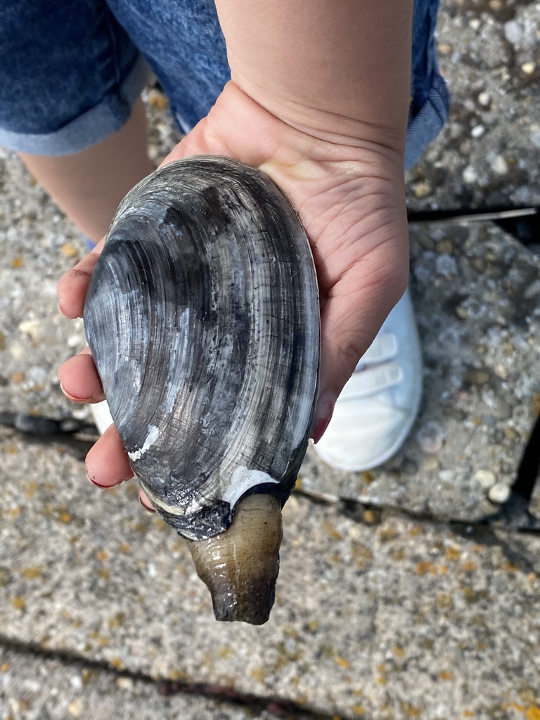 Max with a seashell at the beach at the south side of the Grevelingendam