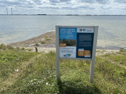 Information on Common Eelgrass at the pier at the south side of the Grevelingendam