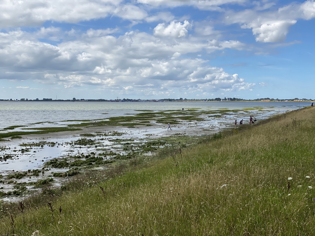 People looking for seashells at the beach at the south side of the Grevelingendam