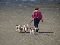 Woman with four dogs at the beach at the south side of the Grevelingendam