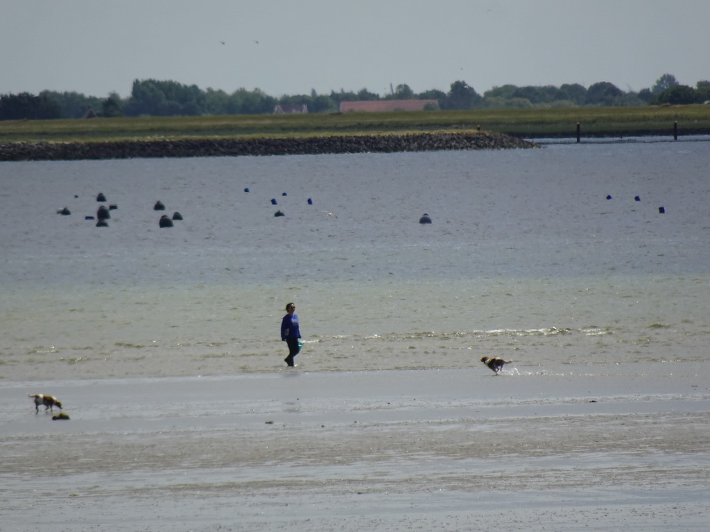 Miaomiao looking for seashells at the beach at the south side of the Grevelingendam