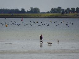 Woman with three dogs at the beach at the south side of the Grevelingendam