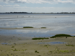 People looking for seashells at the beach at the south side of the Grevelingendam