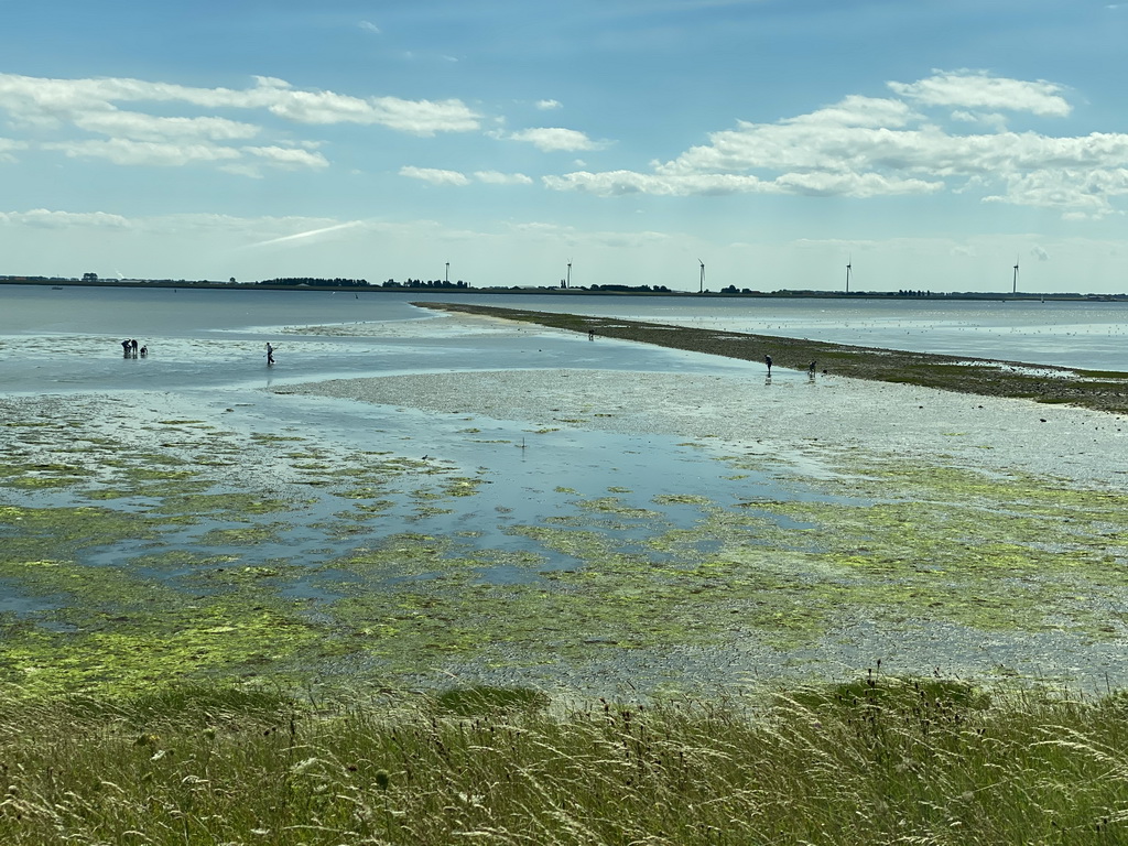 People looking for seashells at the pier at the south side of the Grevelingendam