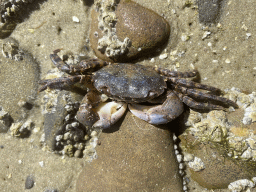 Crab at the pier at the south side of the Grevelingendam