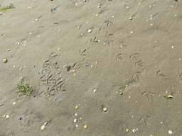 Bird tracks at the pier at the south side of the Grevelingendam