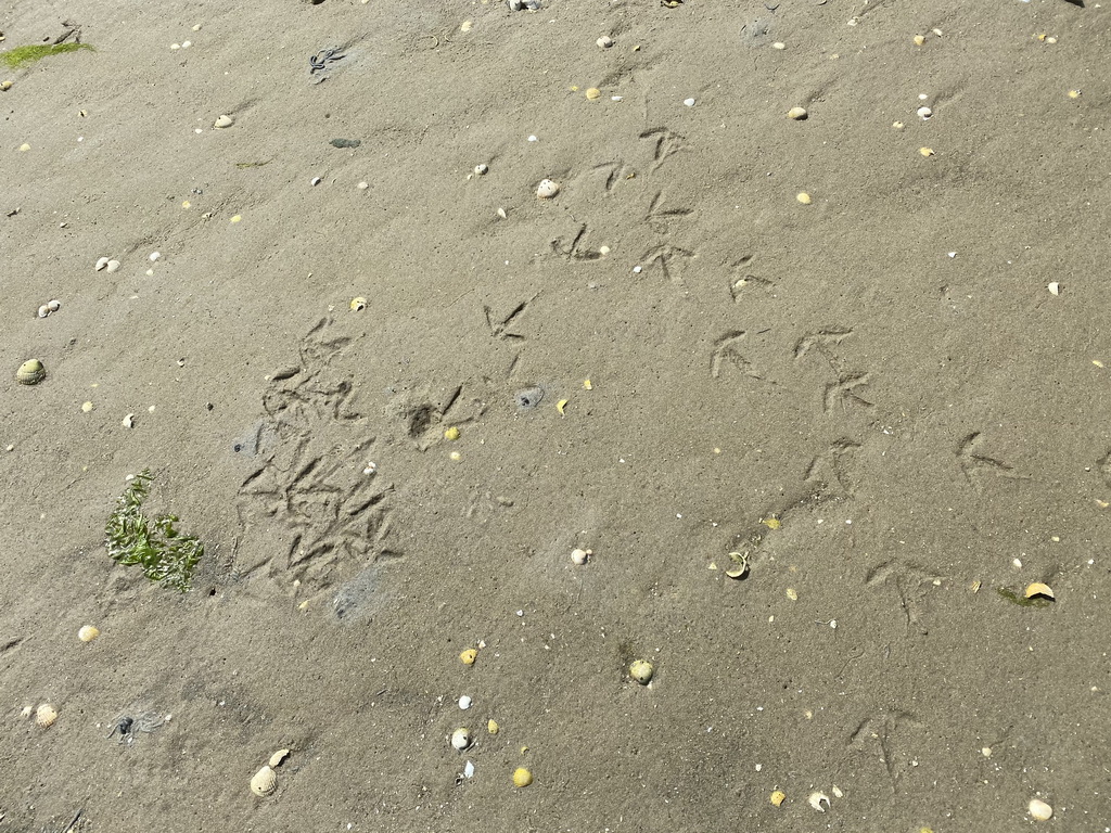 Bird tracks at the pier at the south side of the Grevelingendam