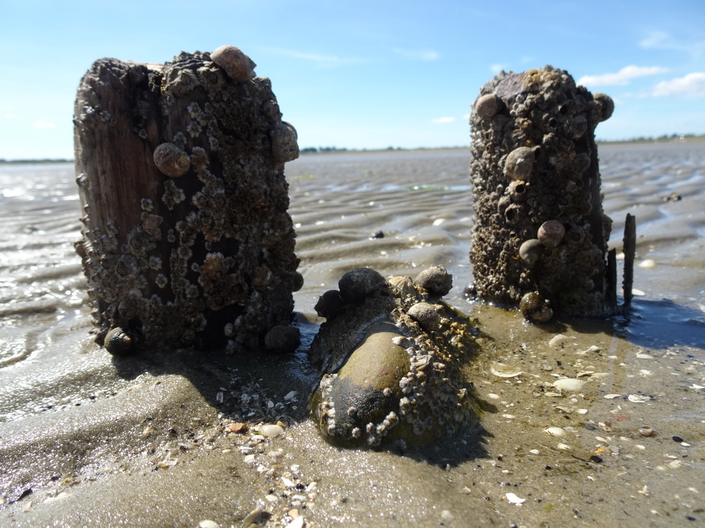 Rocks with seashells at the pier at the south side of the Grevelingendam