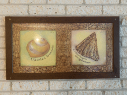 Seashell drawing at the first bedroom at the upper floor of our apartment at Holiday Park AquaDelta