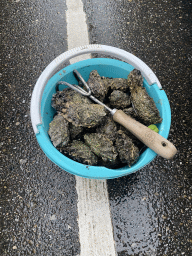 Bucket with oysters at the parking lot of Holiday Park AquaDelta