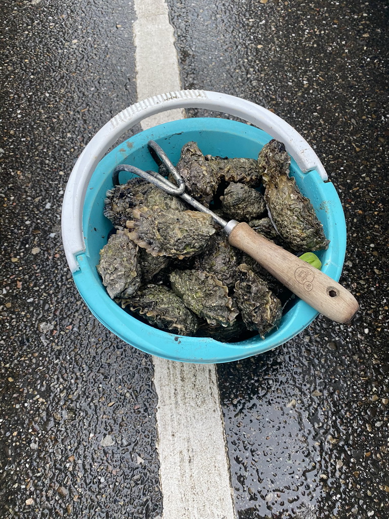 Bucket with oysters at the parking lot of Holiday Park AquaDelta