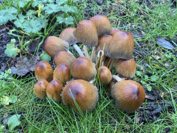 Mushrooms at a grassland at Holiday Park AquaDelta