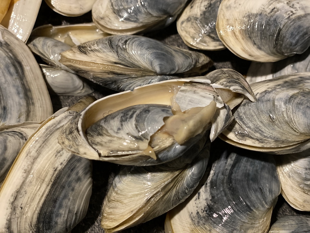 Seashells at the kitchen at the ground floor of our apartment at Holiday Park AquaDelta