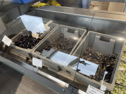 bruinisse_12_087 - 309 kb - 1024x768 - Mussels at the Mossenhandel Bout store at the Werkhaven harbour Mussels at the Mossenhandel Bout store at the Werkhaven harbour
