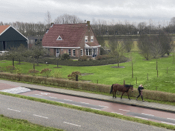 Horse at the Hageweg street, viewed from the dyke