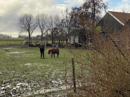 Horse at a farm at the Noorddijk street