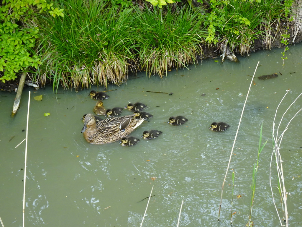 Duck with ducklings in a ditch at Holiday Park AquaDelta