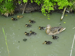 Duck with ducklings in a ditch at Holiday Park AquaDelta