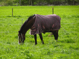 Horse in a grassland along the Noorddijk street