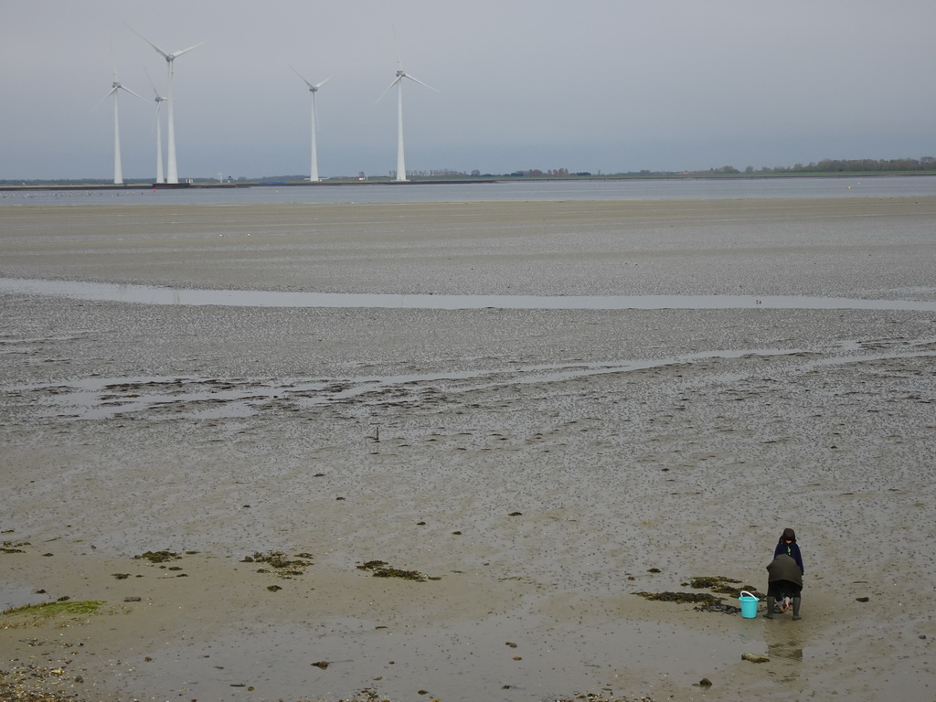 Miaomiao and Max looking for seashells at the beach at the south side of the Grevelingendam, and windmills at the Krammersluizen sluices