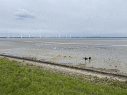 Miaomiao and Max looking for seashells at the beach at the south side of the Grevelingendam, and windmills at the Krammersluizen sluices