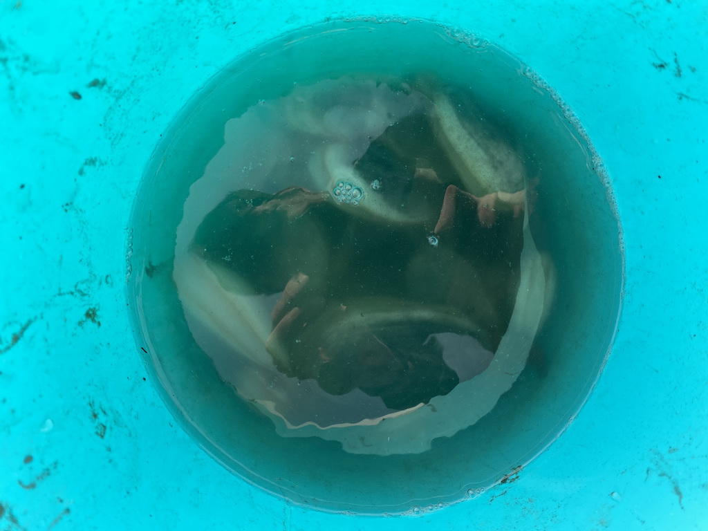 Bucket with seashells at the beach at the south side of the Grevelingendam