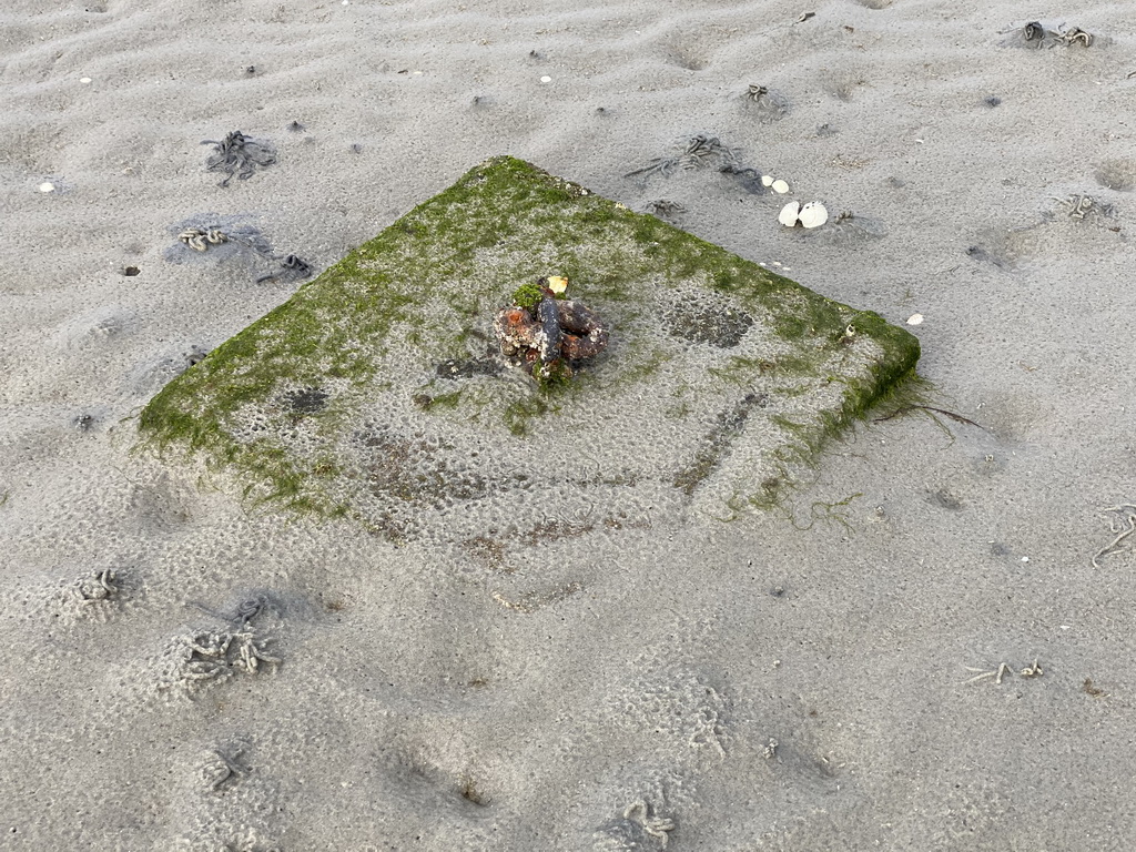 Stone at the beach at the south side of the Grevelingendam