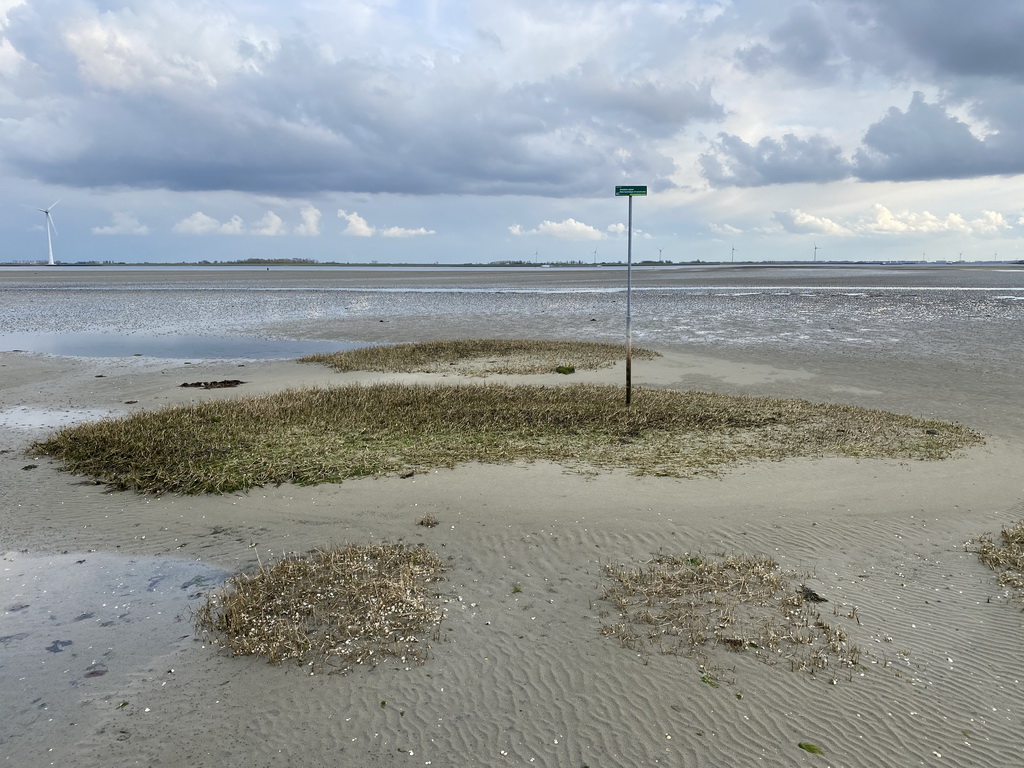 Beach with protected grass at the southeast side of the Grevelingendam