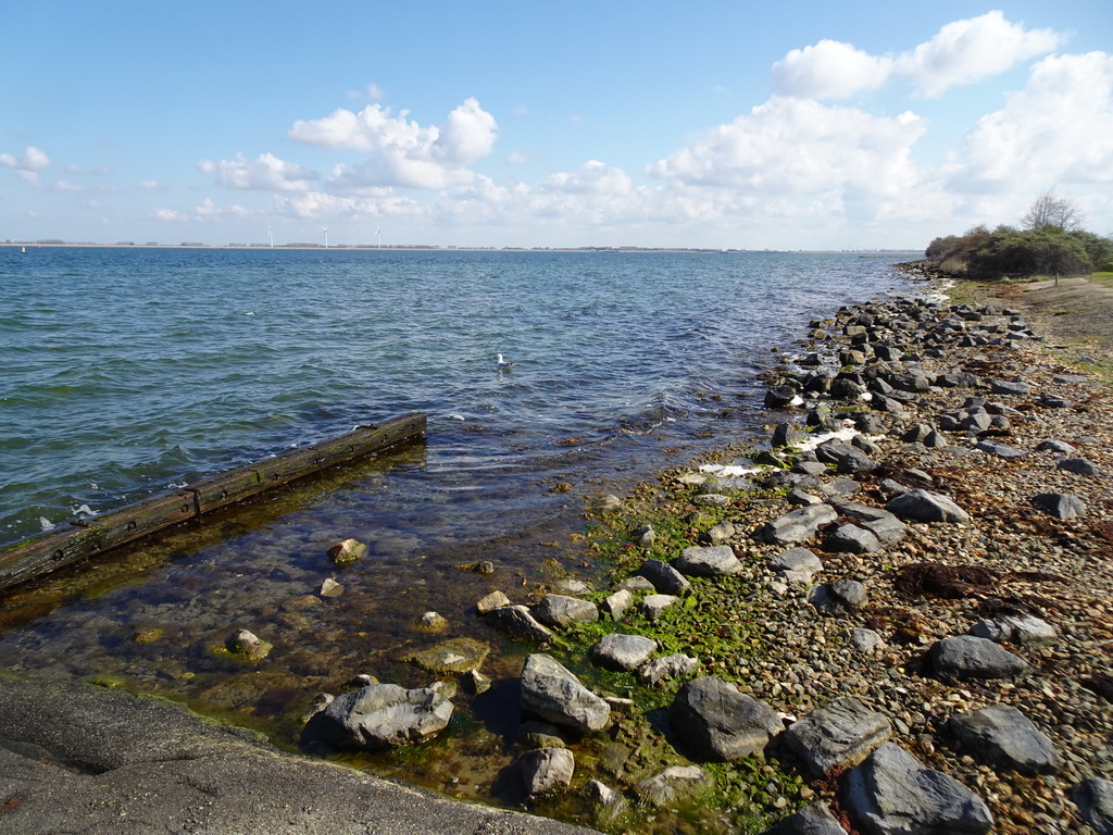 Seagull at the northwest side of the Grevelingendam