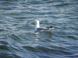 Seagull at the northwest side of the Grevelingendam