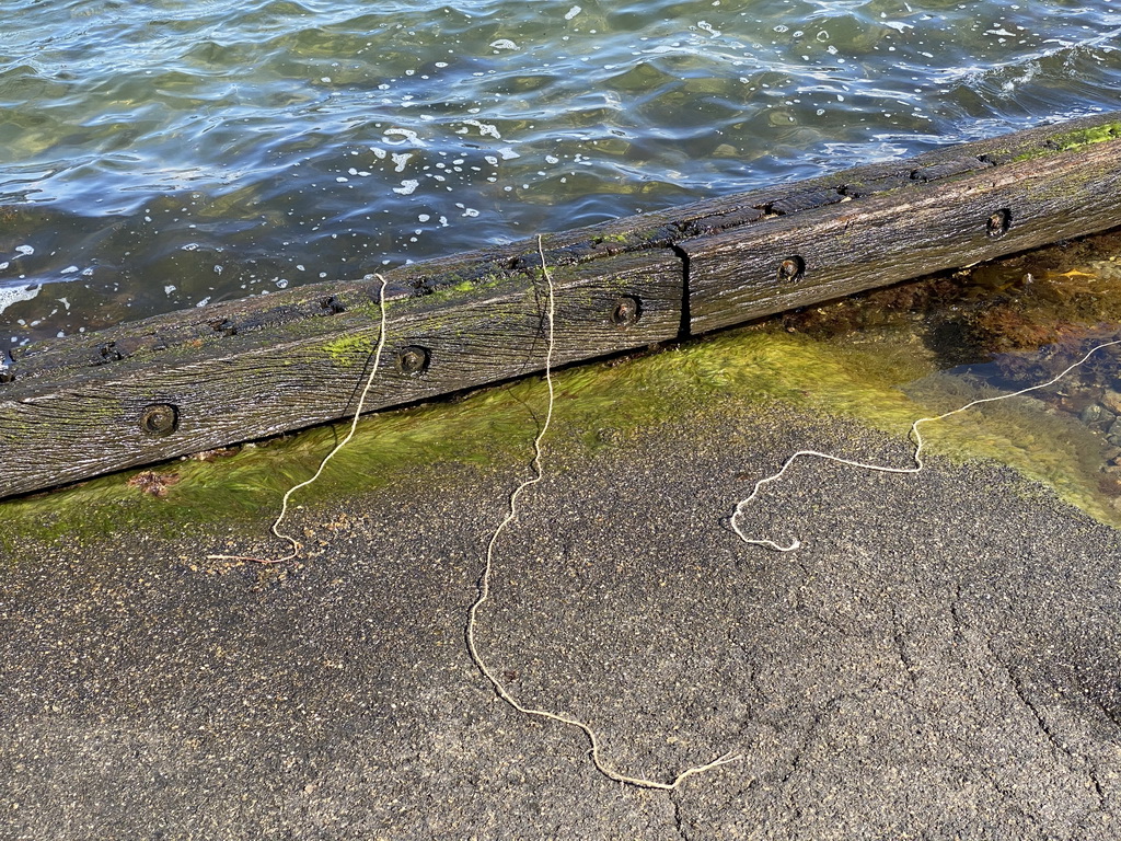 Ropes with chicken legs at the northwest side of the Grevelingendam