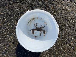 Bucket with a crab at the northwest side of the Grevelingendam