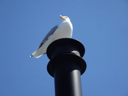 Seagull on top of the Bru 17 restaurant