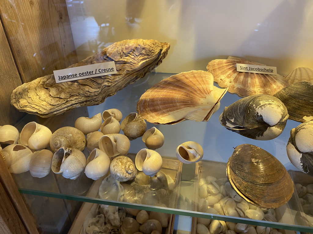Pacific Oysters, Mediterranean Scallops and other seashells at the Bru 17 restaurant, with explanation