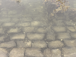 Fishes at the Vluchthaven harbour