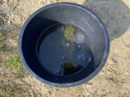 Bucket with jellyfish on a beach at the north side of the Grevelingendam