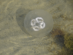 Jellyfish at the north side of the Grevelingendam