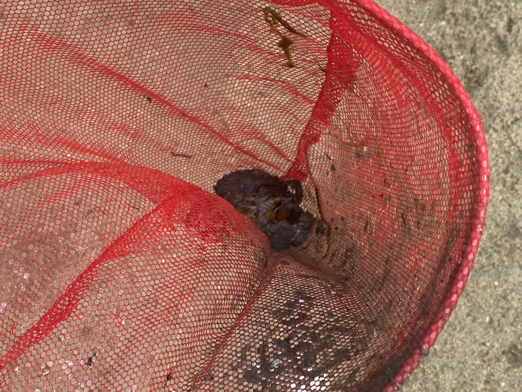 Fishing net with a crab on a beach at the north side of the Grevelingendam