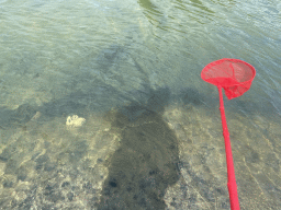 Fishing net and rope with chicken leg on a beach at the north side of the Grevelingendam