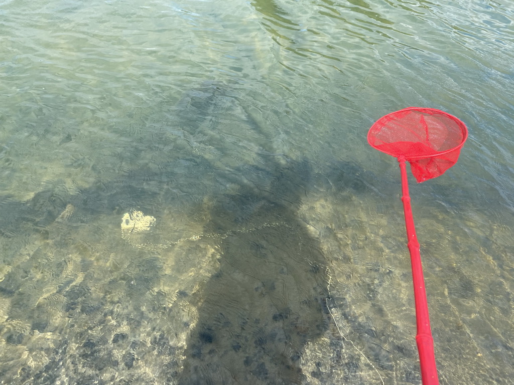 Fishing net and rope with chicken leg on a beach at the north side of the Grevelingendam