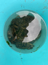 Bucket with crabs on a beach at the north side of the Grevelingendam