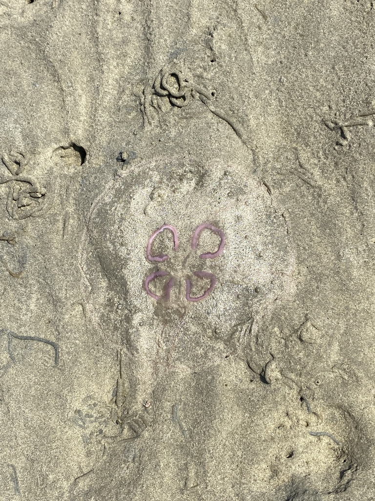 Jellyfish at the beach at the south side of the Grevelingendam